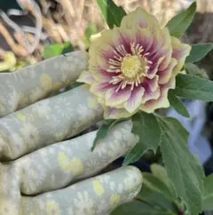 2026年最新】ソレイユ クリスマスローズの人気アイテム - メルカリ