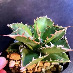 2026年最新】アガベ悪魔くんの人気アイテム - メルカリ