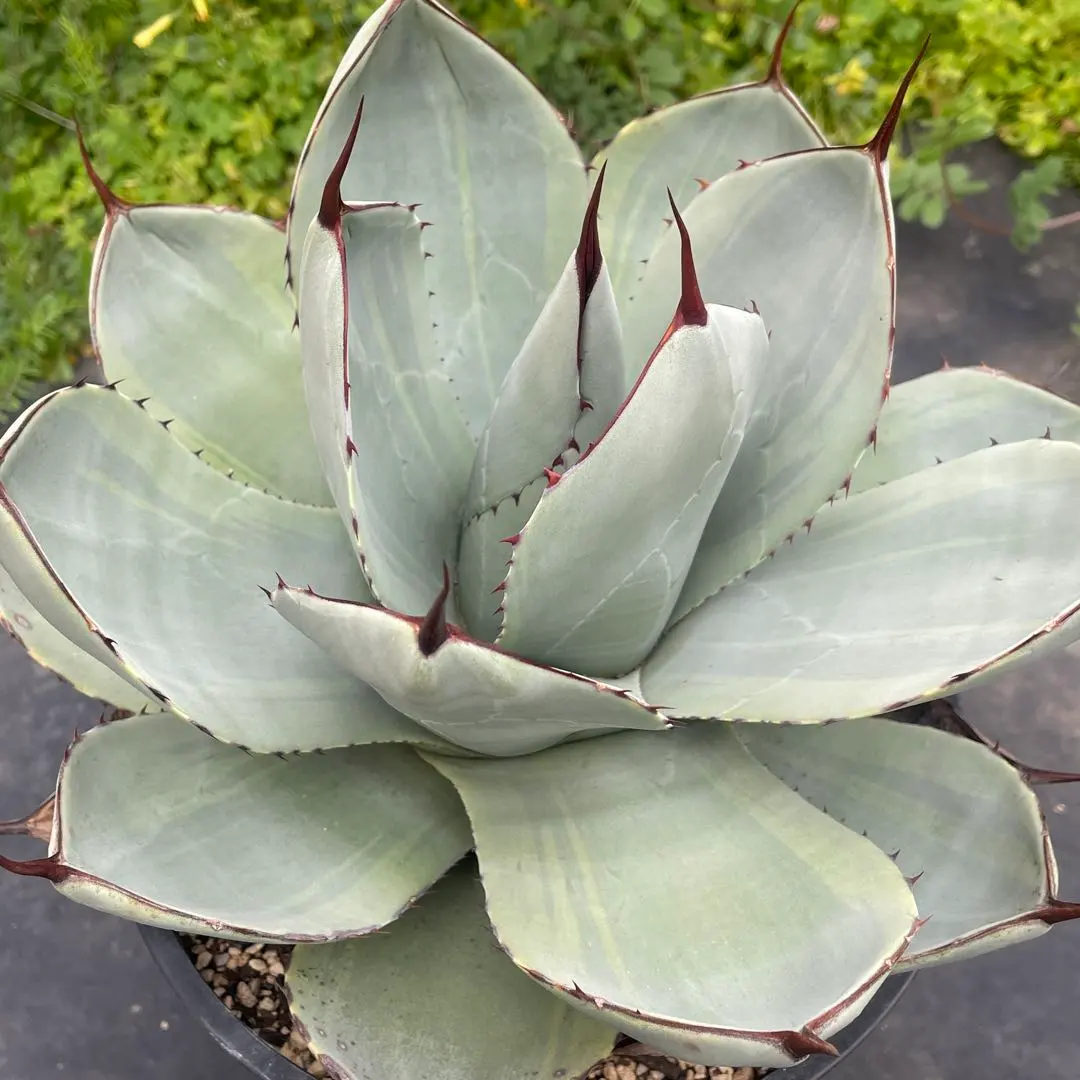 2026年最新】アガベ パリー トランカータ オリザバの人気アイテム