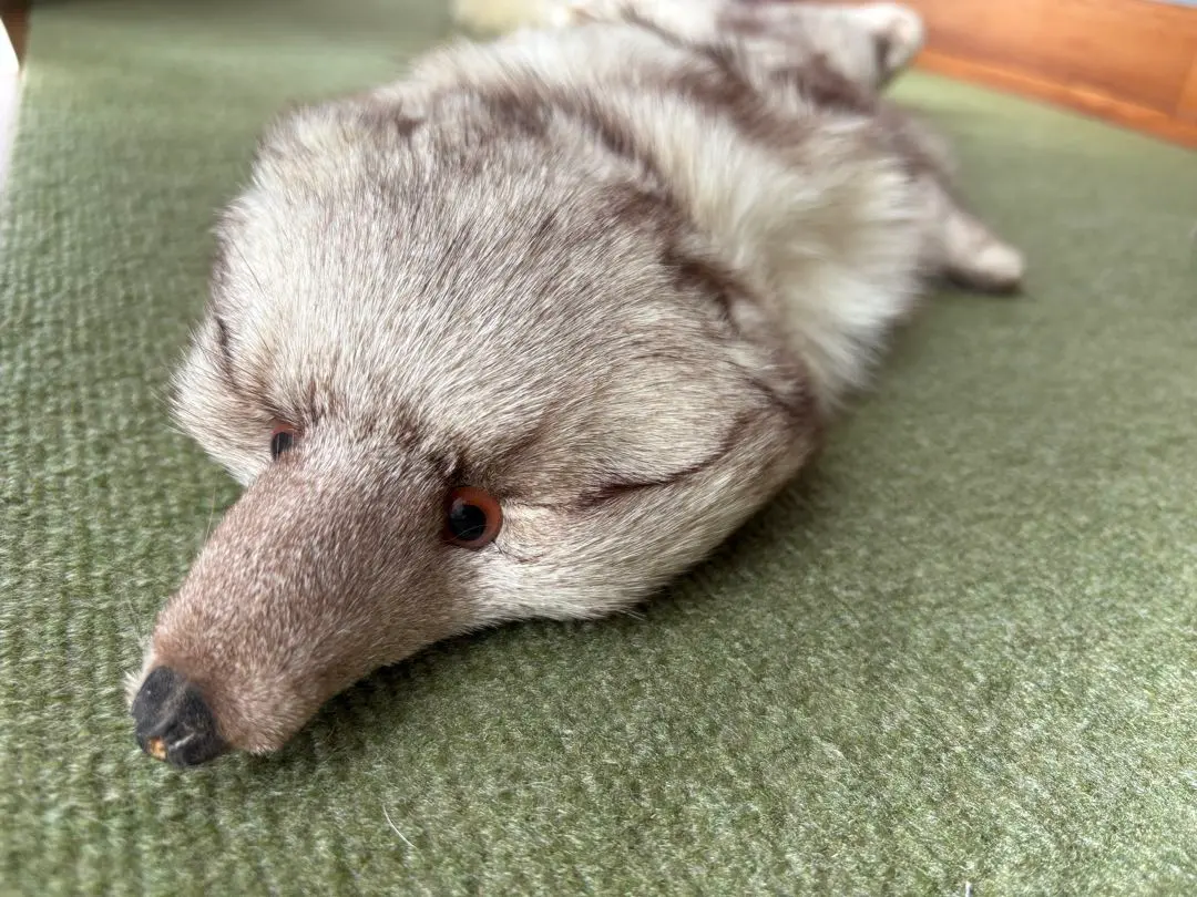 2026年最新】剥製 キツネの人気アイテム - メルカリ