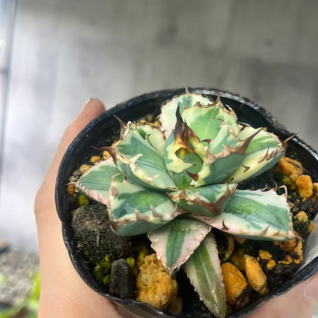 2026年最新】厳竜錦の人気アイテム - メルカリ