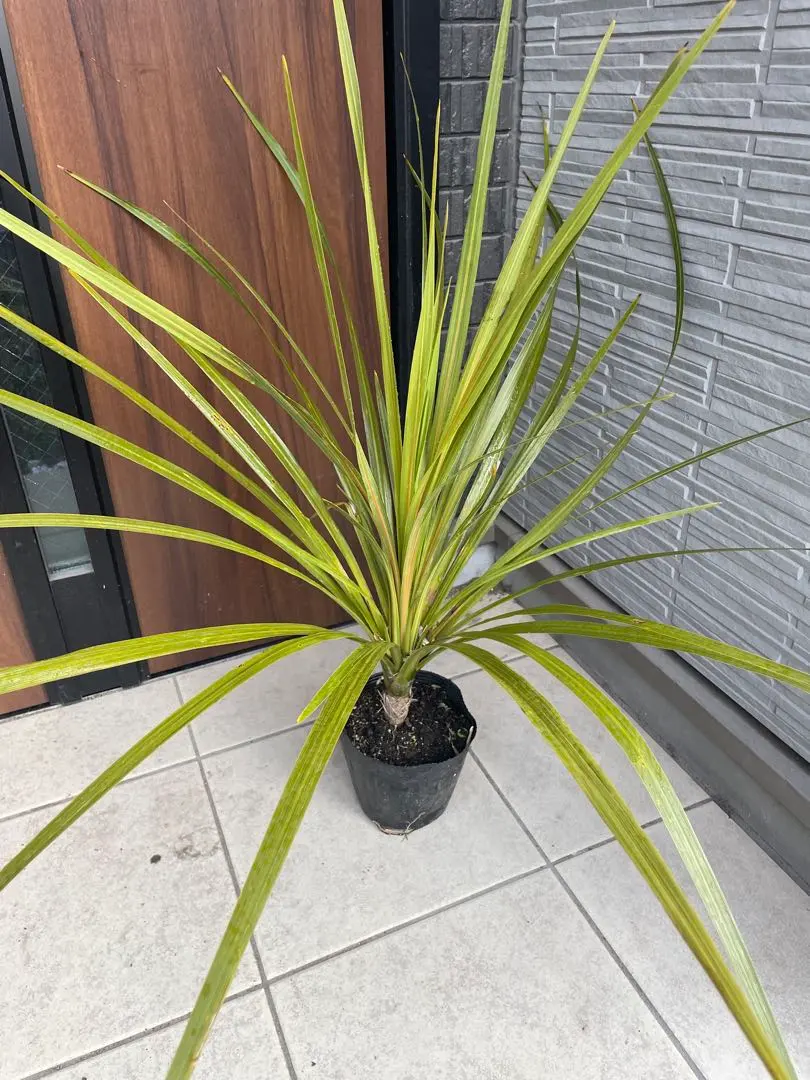 2026年最新】ニオイシュロランの人気アイテム - メルカリ