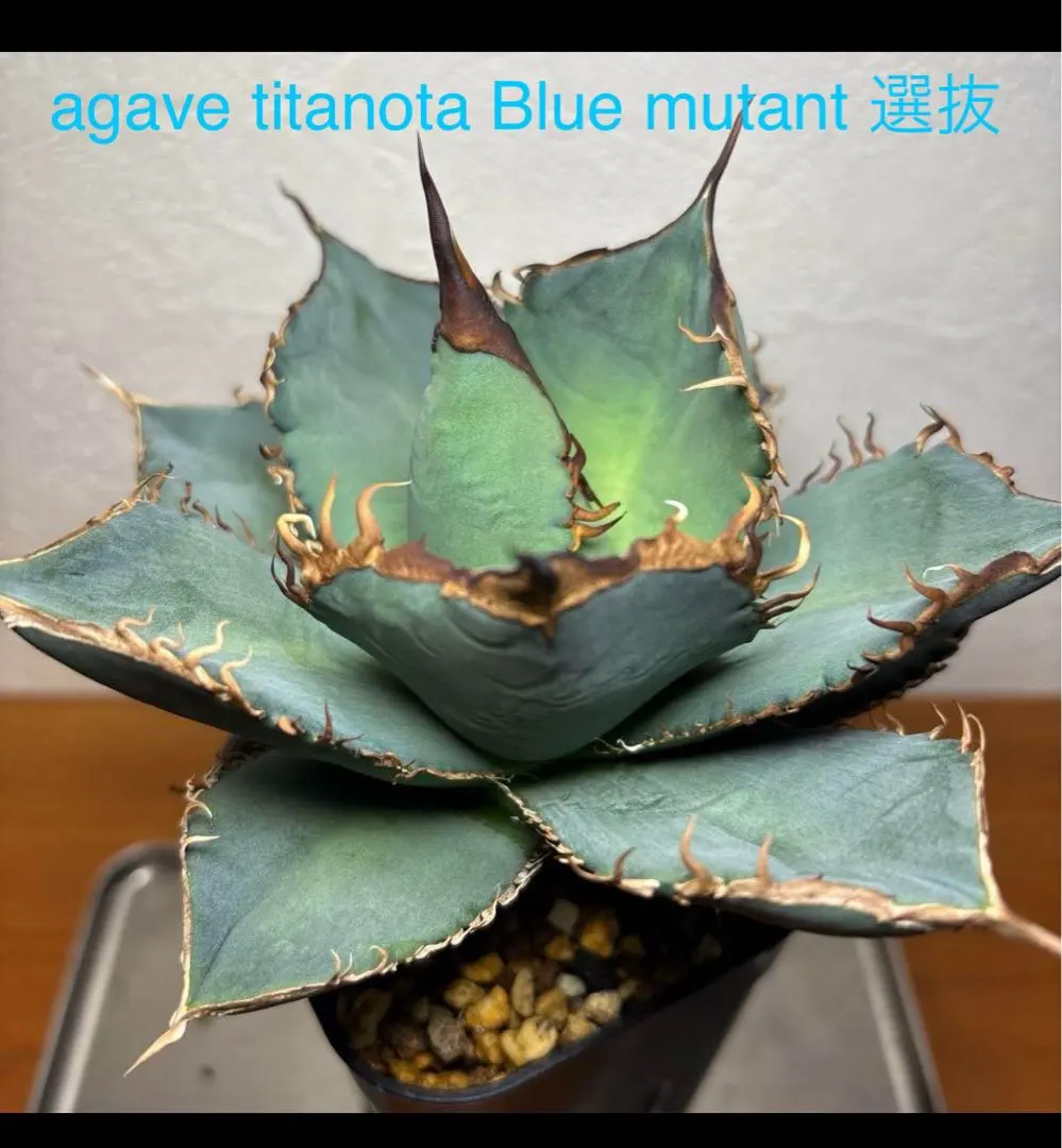 2026年最新】アガベ チタノタブルー 実生選抜の人気アイテム - メルカリ
