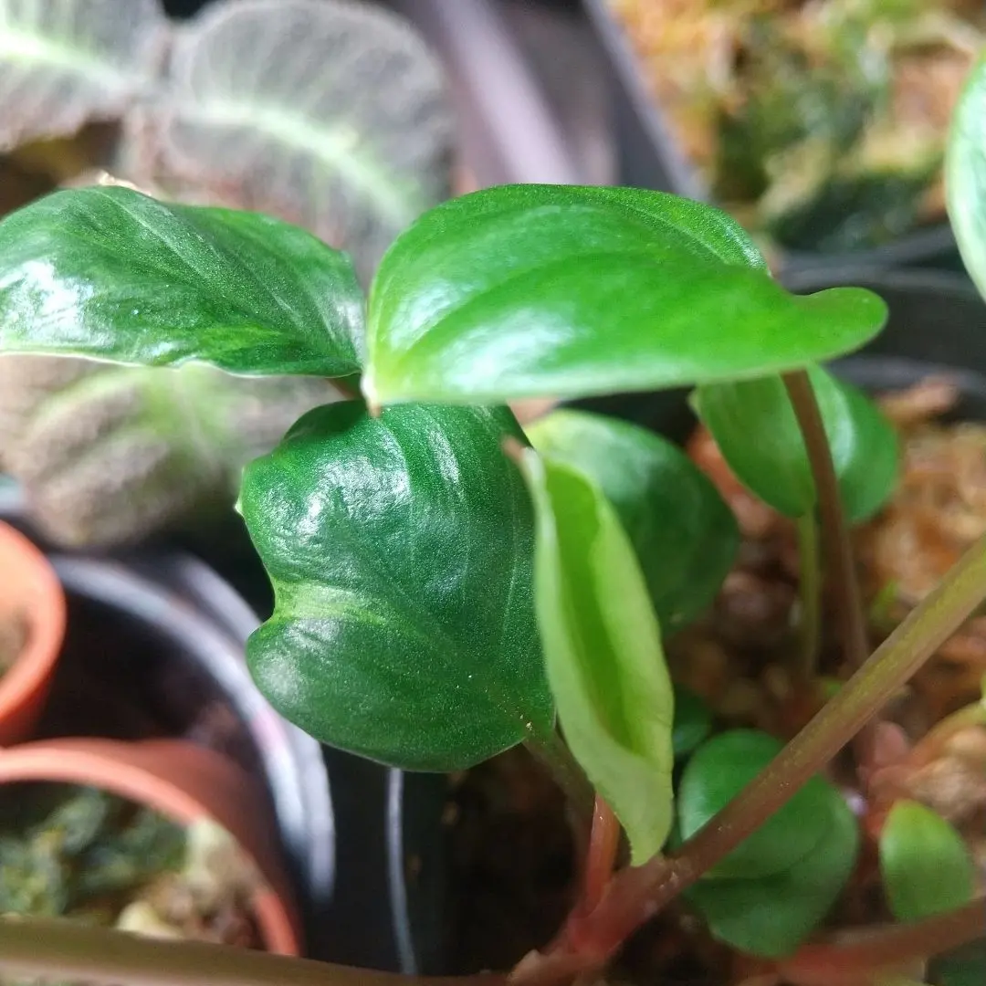 2026年最新】ホマロメナ 斑入りの人気アイテム - メルカリ