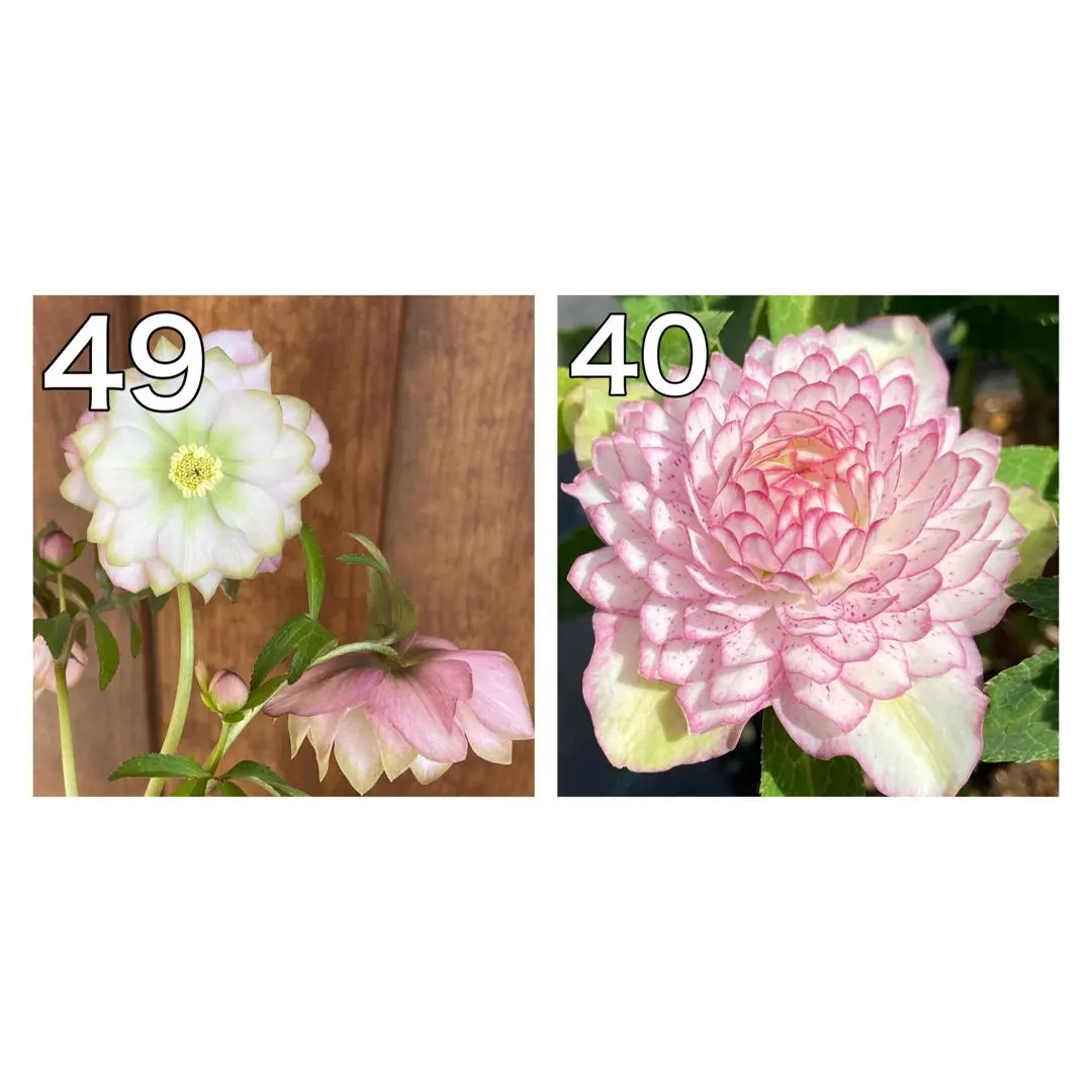 2026年最新】クリスマスローズ ピエラの人気アイテム - メルカリ