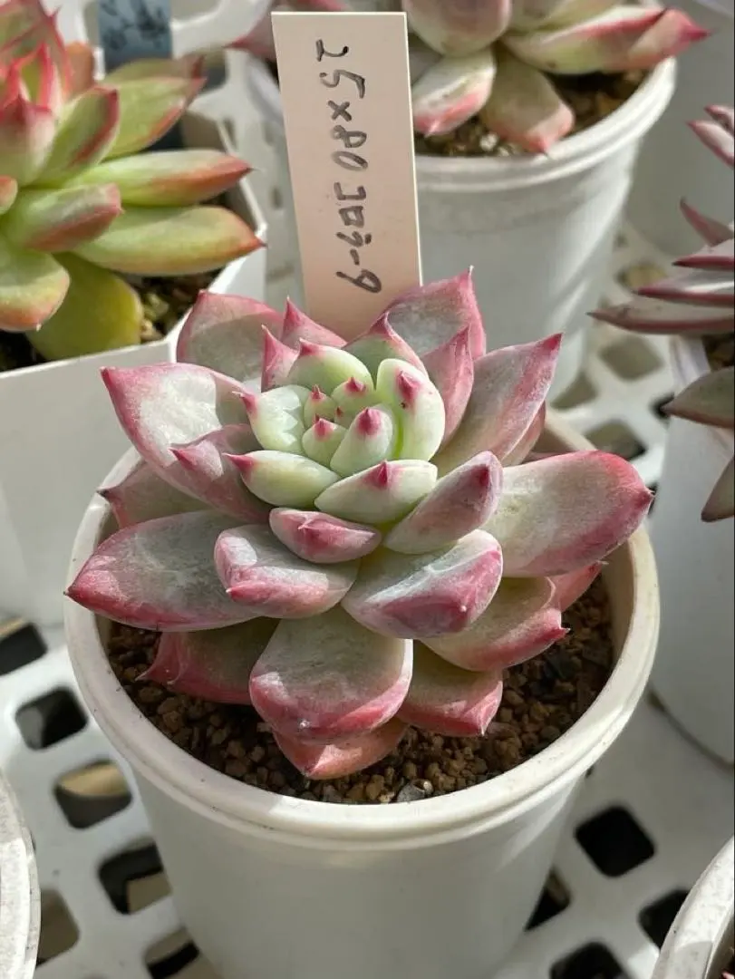 2026年最新】mさん苗コロラータの人気アイテム - メルカリ