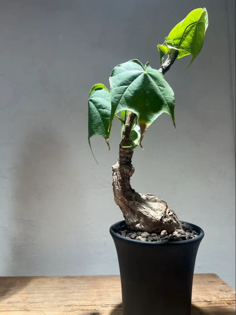 2026年最新】フィルミアナ コロラータの人気アイテム - メルカリ