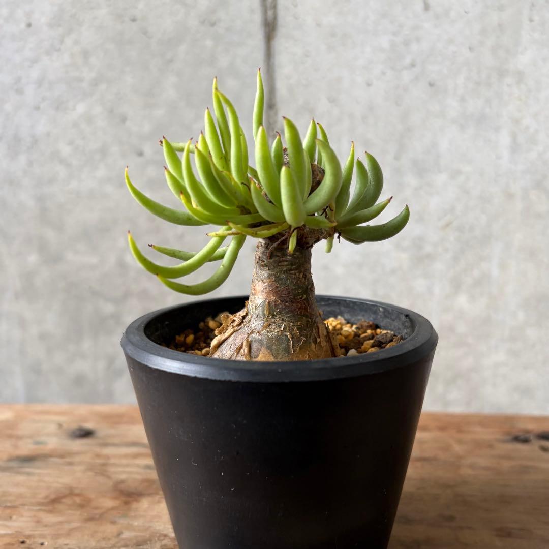 チレコドン ペアルソニー 現品限り】チレコドン・ペアルソニー 長期管理株【O52】 Tylecodon