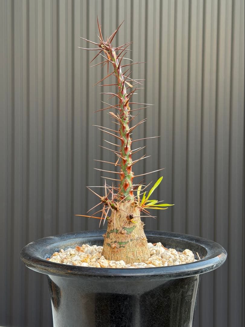 フォークエイリア　プルプシー　実生　カクタスグリーン購入 CACTUS GREEN] Fouquieria purpusii | 多肉植物・特別な鉢の販売