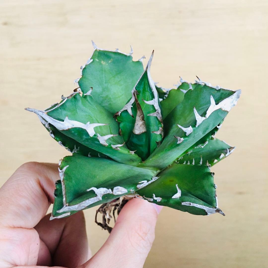 25-7 白火焔 TC株 アガベ チタノタ ホワイトファイヤー アガベ チタノタ 