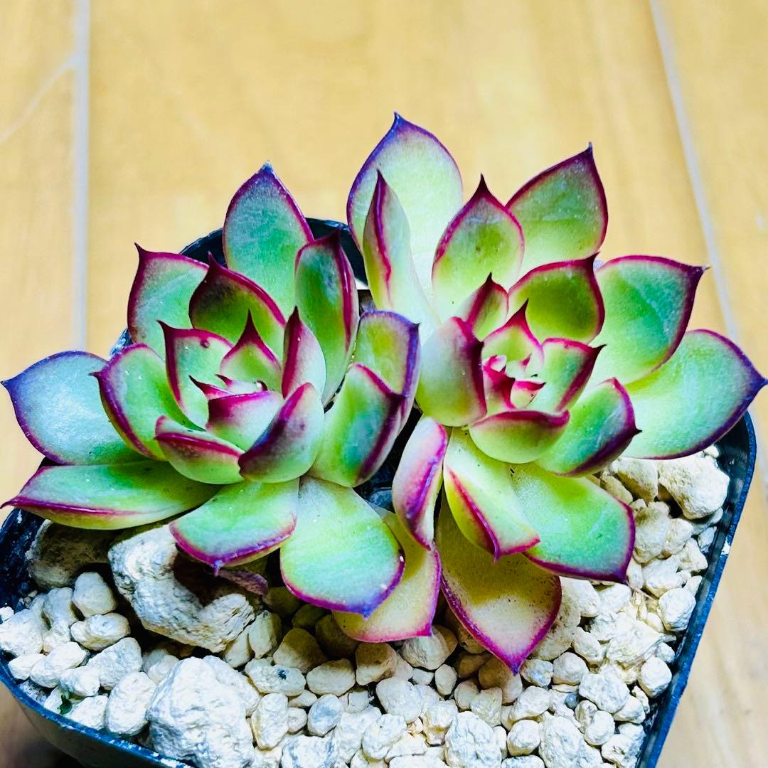 多肉植物 ⭐️ワイルドファイヤー☘️韓国苗育成 抜き苗 b153 - メルカリ