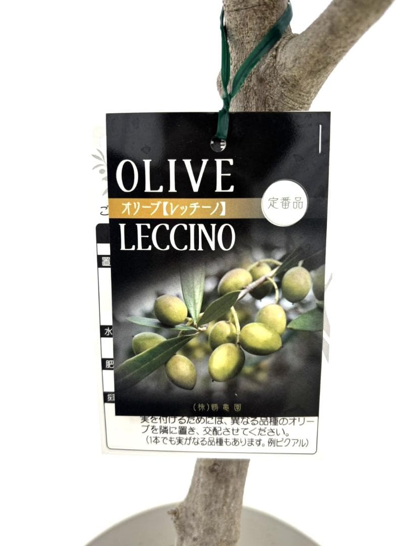 オリーブの木 レッチーノ 8号 約125cm NO.867 人気品種 現品掲載