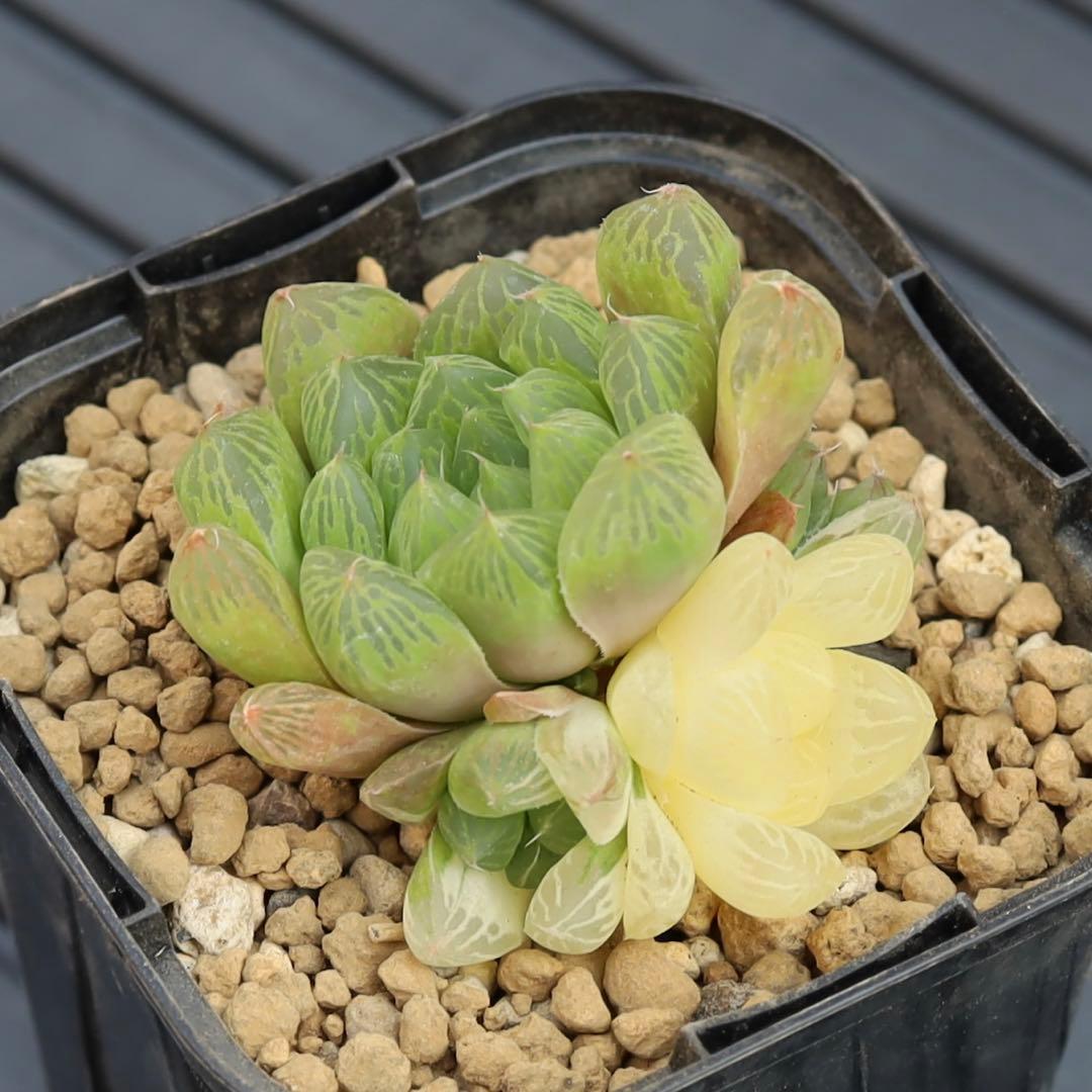 ハオルチア オブツーサ錦 マリン 斑入り 糊斑子付き 多肉植物 #286