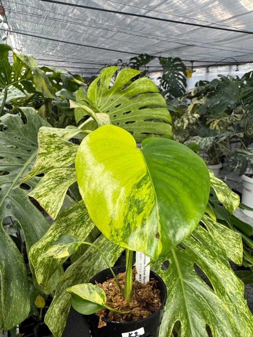 ち*。様 K2モンステラ　イエローマリリン　黄斑入り 極上黄斑】モンステラ・デリシオーサ 'イエローマリリン'（イエロー