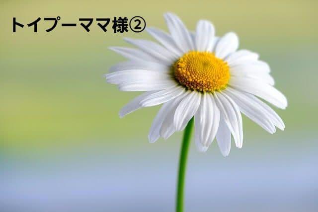 トイプーママ様パネル生地ご確認ページ② トイプードル【北海道・男の子・2026年2月4日・ホワイト&ブラック