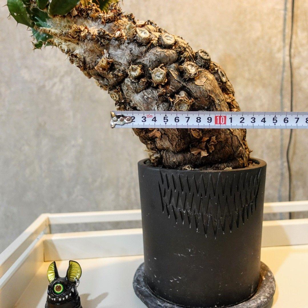 o*e様 【発根済・XXL】激シブ！！ユーフォルビア・ムランジーナ/プラ鉢