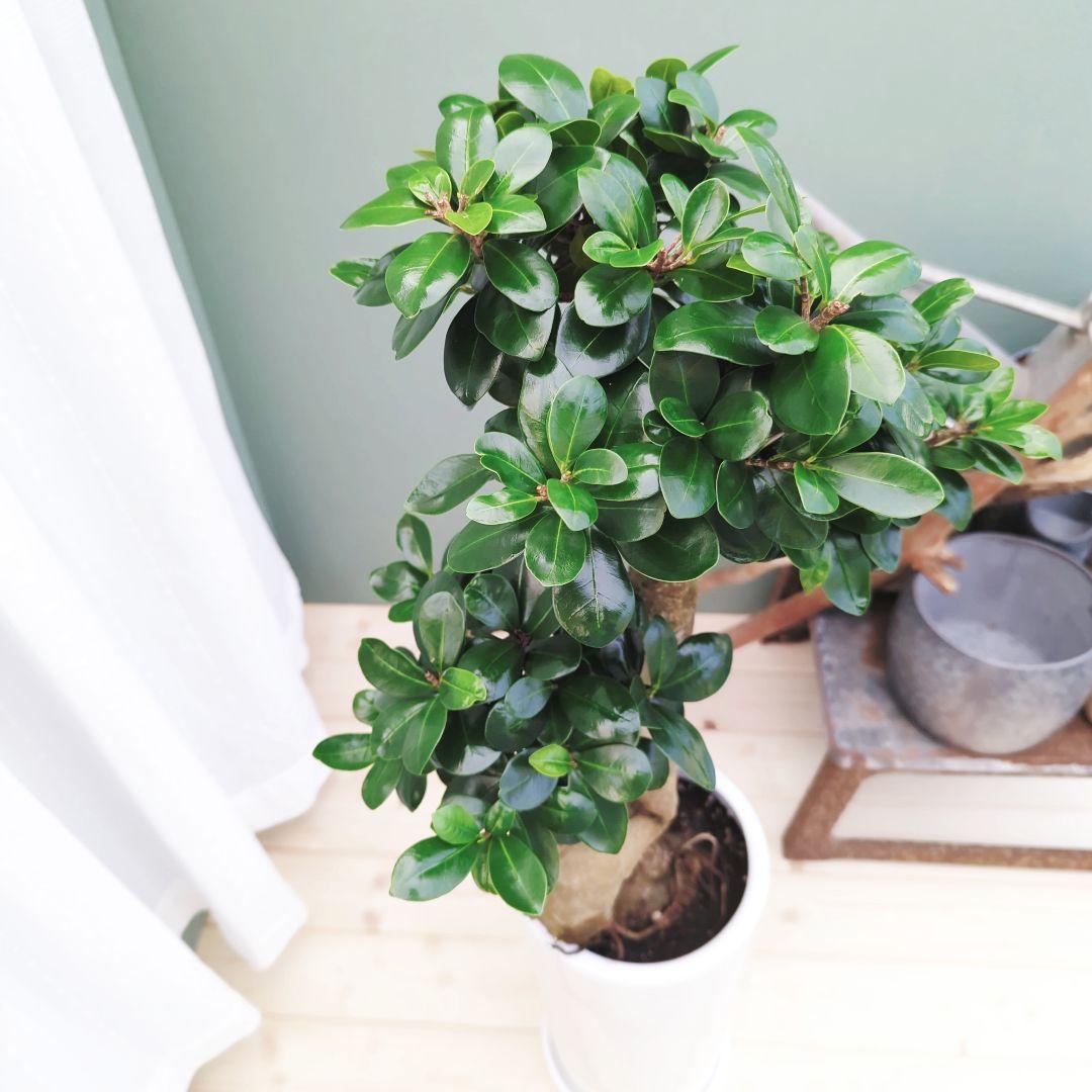 2月限定特価！曲がり ギフト 昇龍ガジュマル 太幹 登り - メルカリ