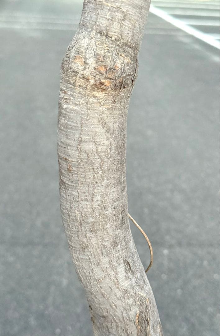 最終価格 希少♪大型 特大株♪ トックリラン ポニーテール ノリナ