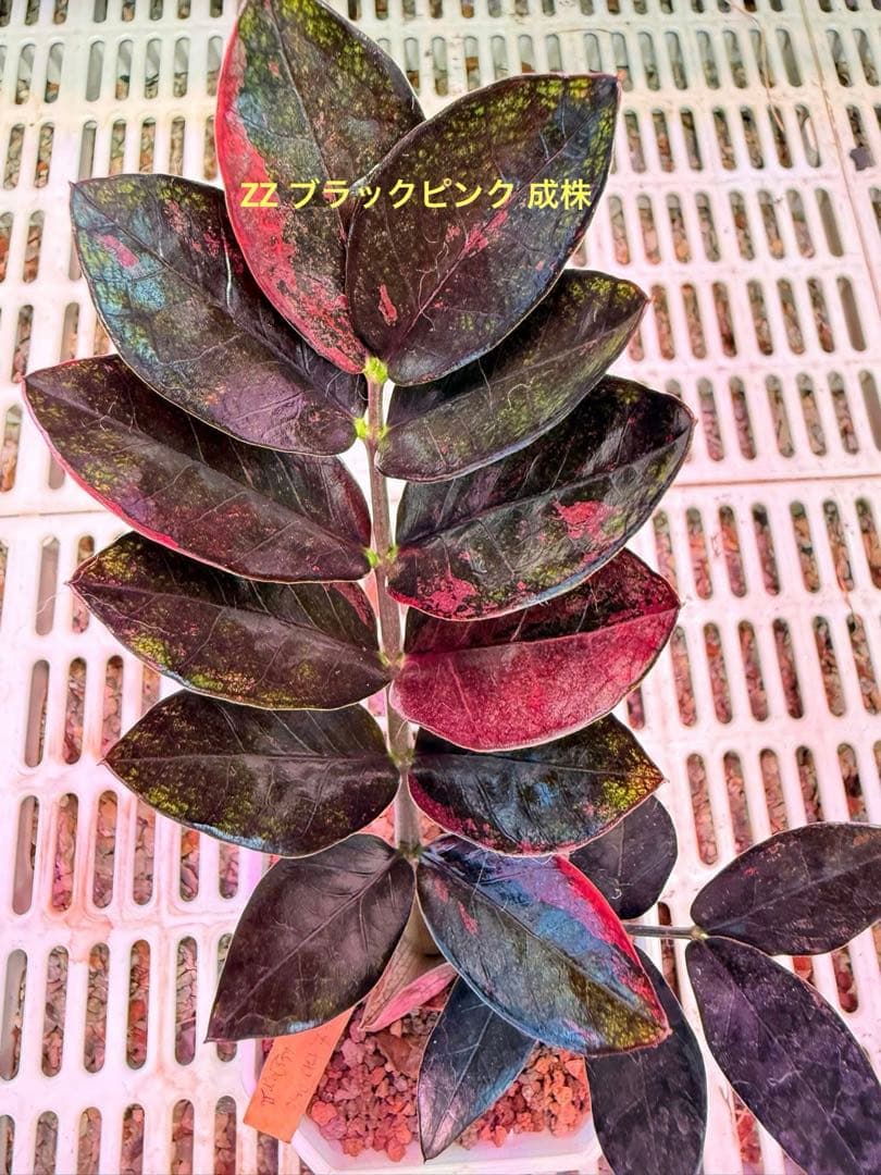 ZZ ブラックピンク Buy Adidas ZX 2K Boost 2.0 'Digi - Black Pink' - GW8237 | GOAT