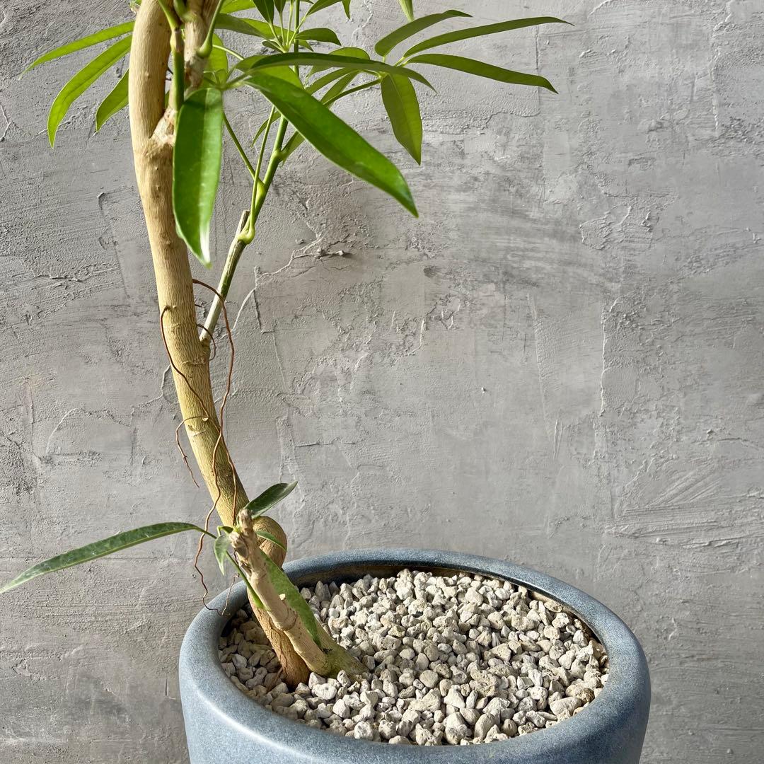 大型 シェフレラ アンガスティフォリア S字仕立て 陶器鉢 植え込み発送