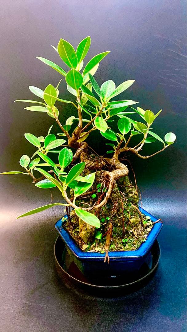 激レア！最高級 ガジュマル 盆栽 石抱き 奄美大島産② ガジュマル 石抱き盆栽30年 W60cm D50cm H 50cm