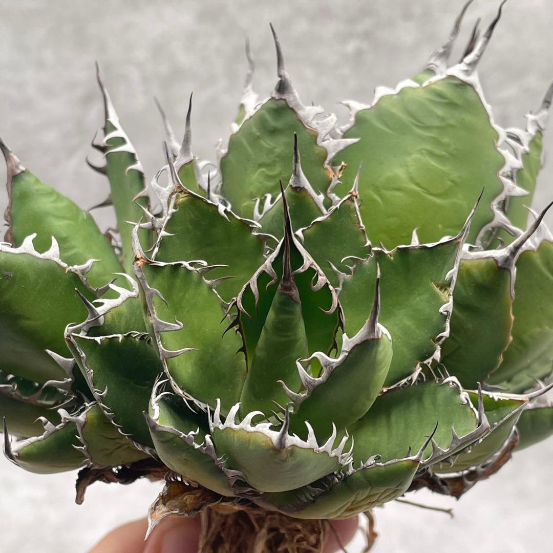 r*8様 多肉植物・アガベ・チタノタ・ホリダ・極上強刺・三頭株 アガベ