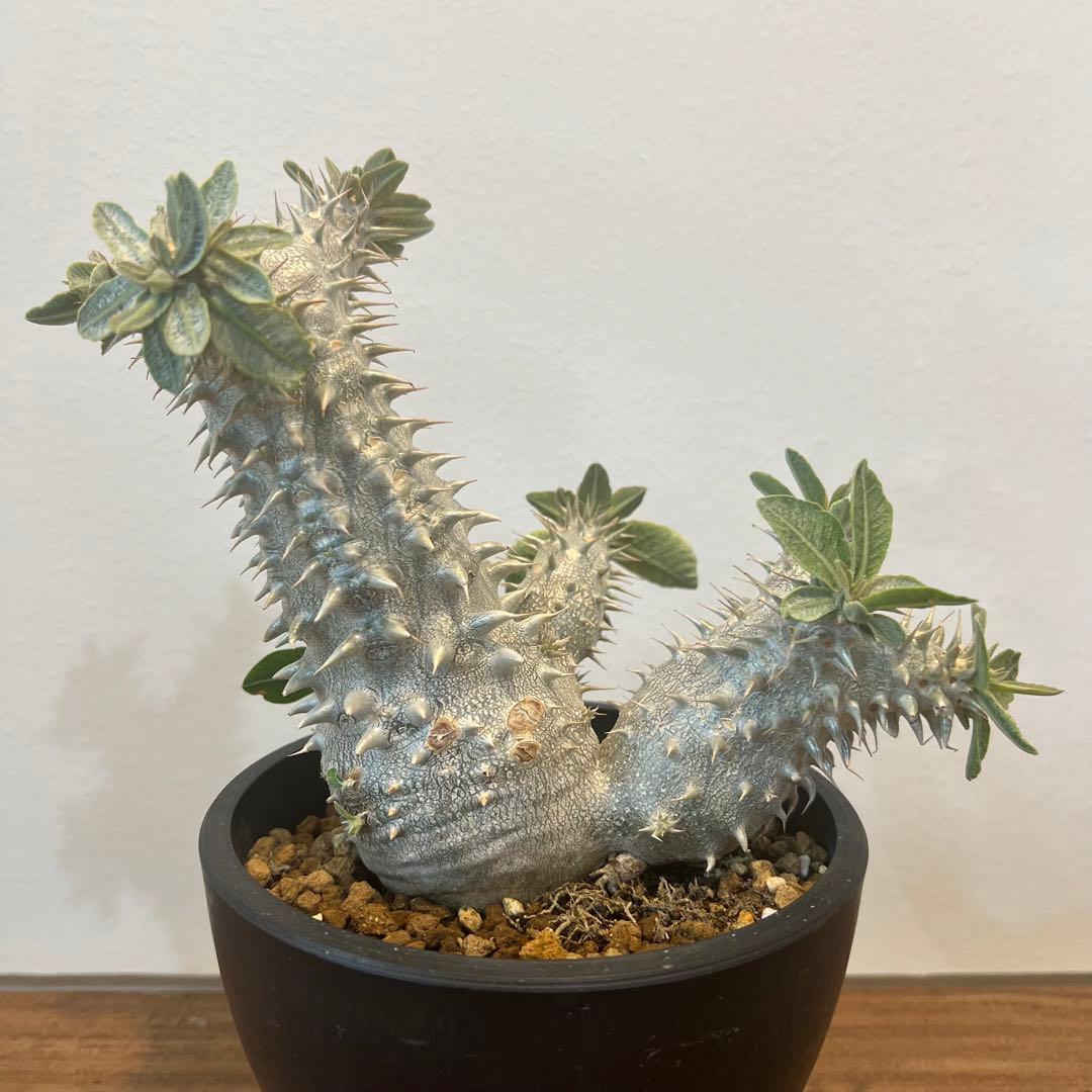 【大株】パキポディウム恵比寿大黒 国内実生 塊根植物 サボテン コーデックス s10214-44.jpg