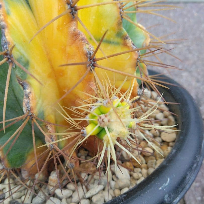 サボテン 王冠竜 錦 フェロカクタス - メルカリ