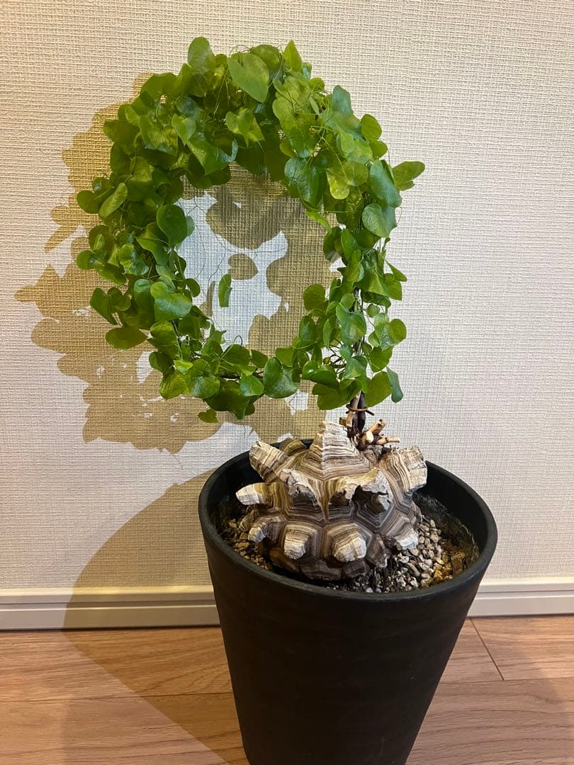 NAOさん専用　亀甲竜 BOTANIZE 亀甲竜 ”塊根植物スターターセット” NO.2 | mana's farm:塊根植物