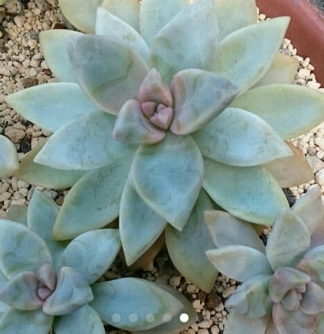 フラワー・ガーデニング thtrjrtj PW Garden in Spring 2025 - YouTube