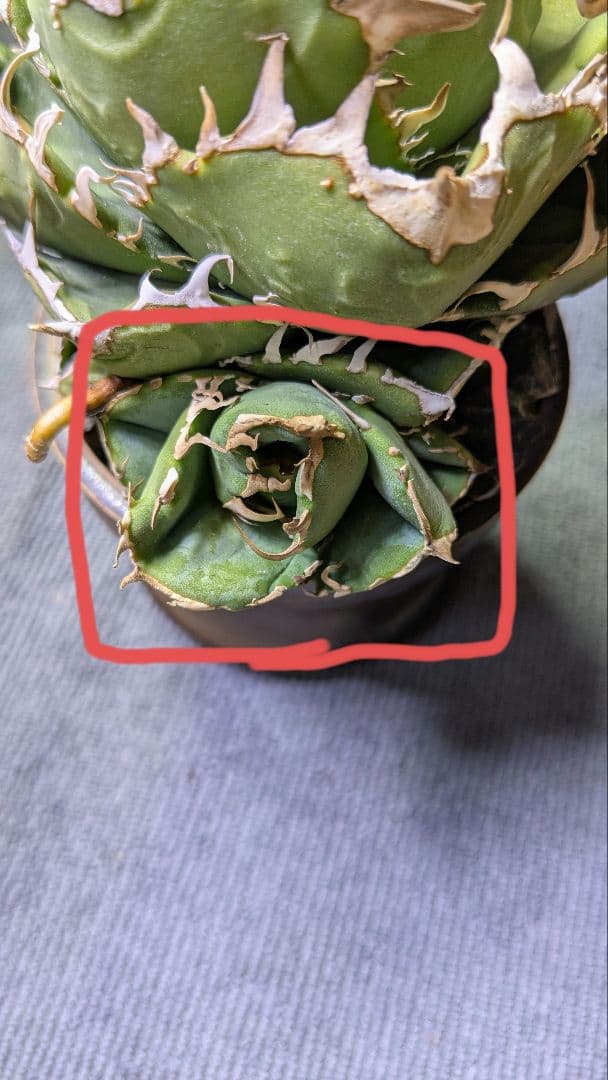 Agave titanota cok cg01 追星 子株 - メルカリ