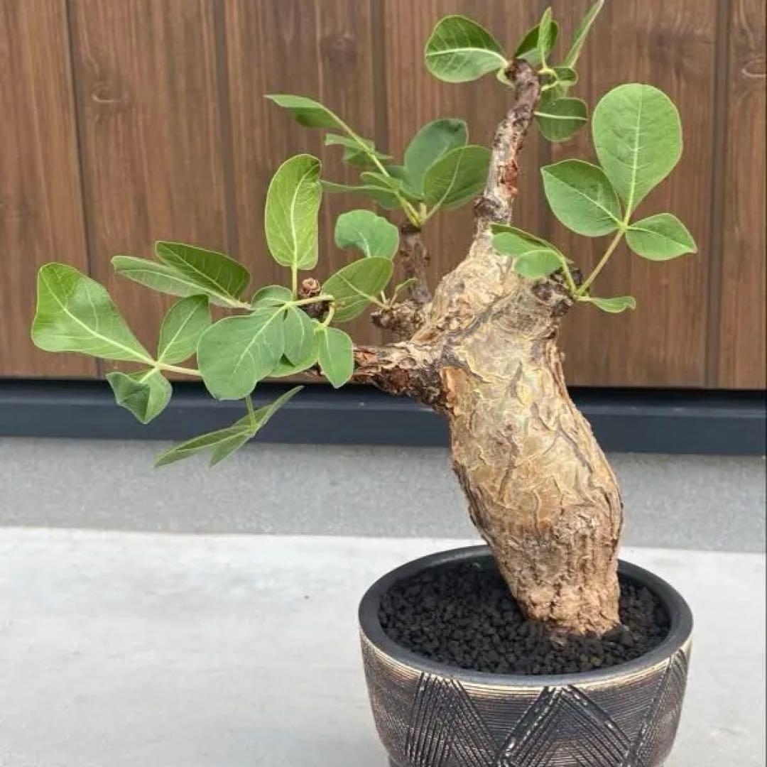 コミフォラ　グイドッティ　灌木　良型　発根済　現地球 コミフォラ グイドッティ | mana's farm:塊根植物・アガベ・ドライ