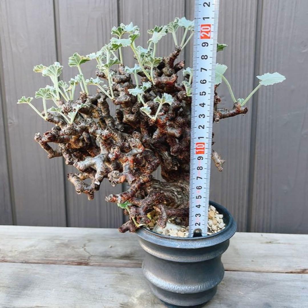 《期間限定販売❗️》『ペラルゴニウム　ミラビレ』　極美大株　現地球　発根済