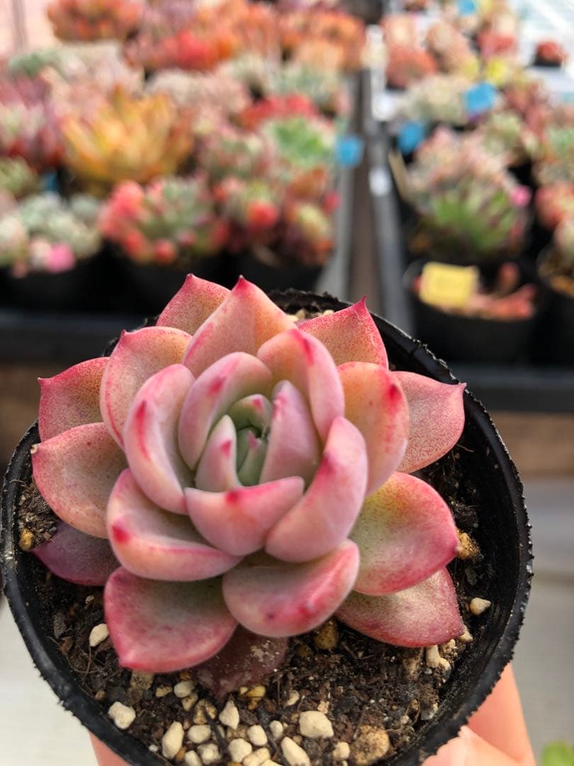 多肉植物 5品種♡抜き苗セット - メルカリ