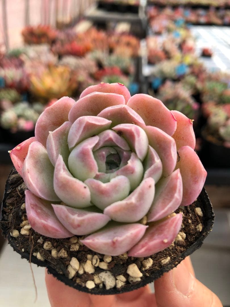 多肉植物 5品種♡抜き苗セット - メルカリ