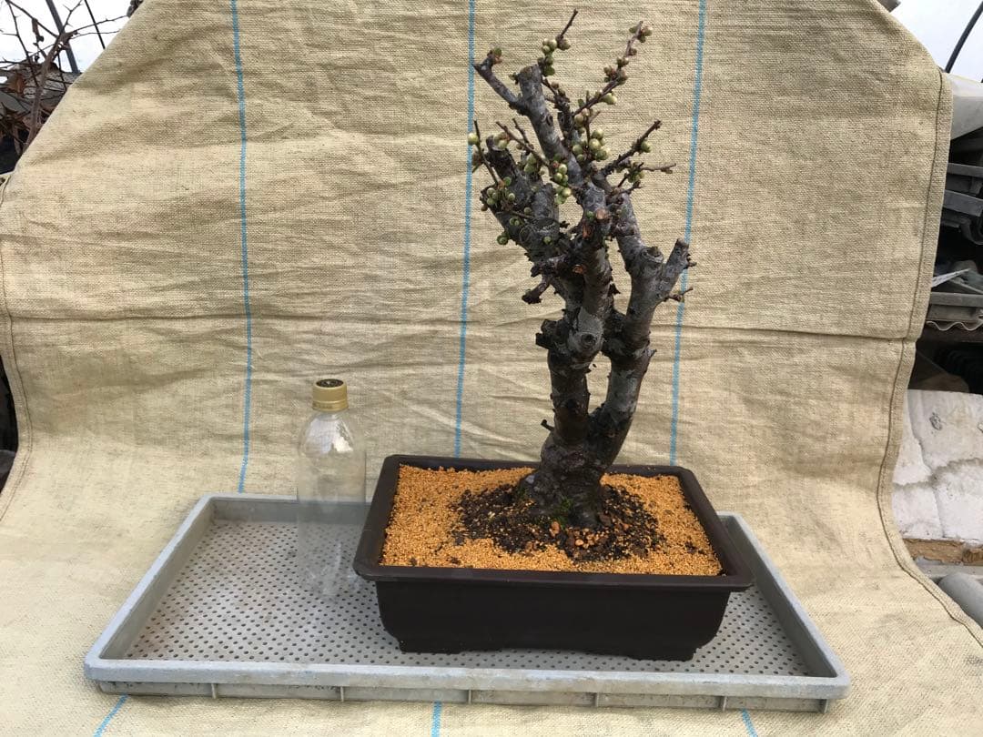 木瓜(ボケ)・放春花　安田錦　角鉢(大)(咲分け保証品) 木瓜(ボケ)・放春花 安田錦 6寸(咲分け保証品)① - メルカリ