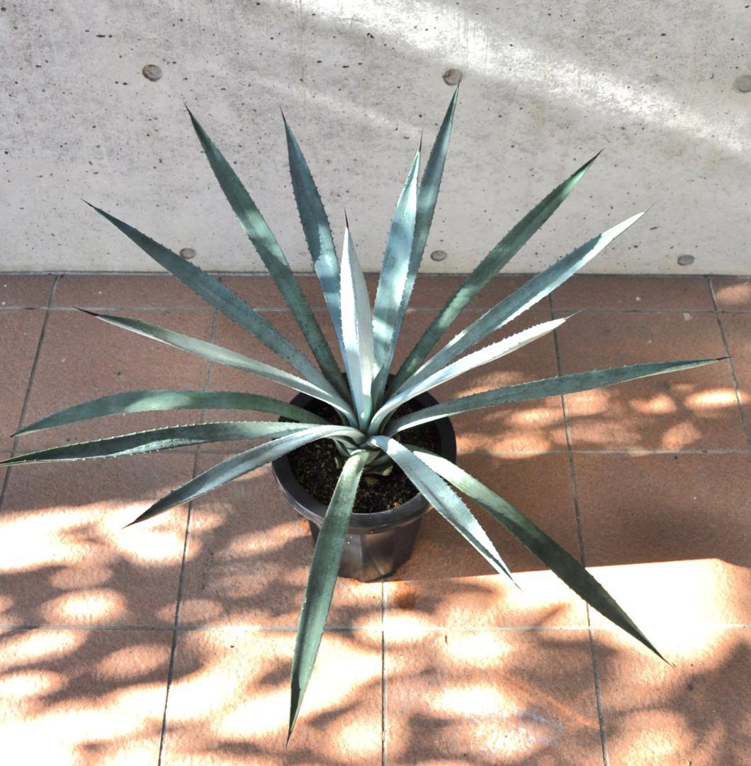 アガベ テキラーナ 8号 70cm