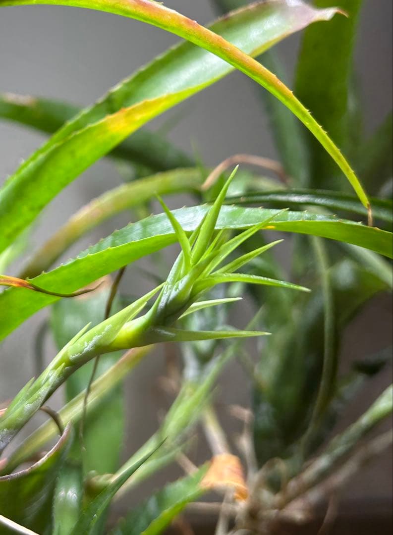 特大群生 ネオレゲリア hyb 陶器鉢のまま発送 ブロメリア - メルカリ