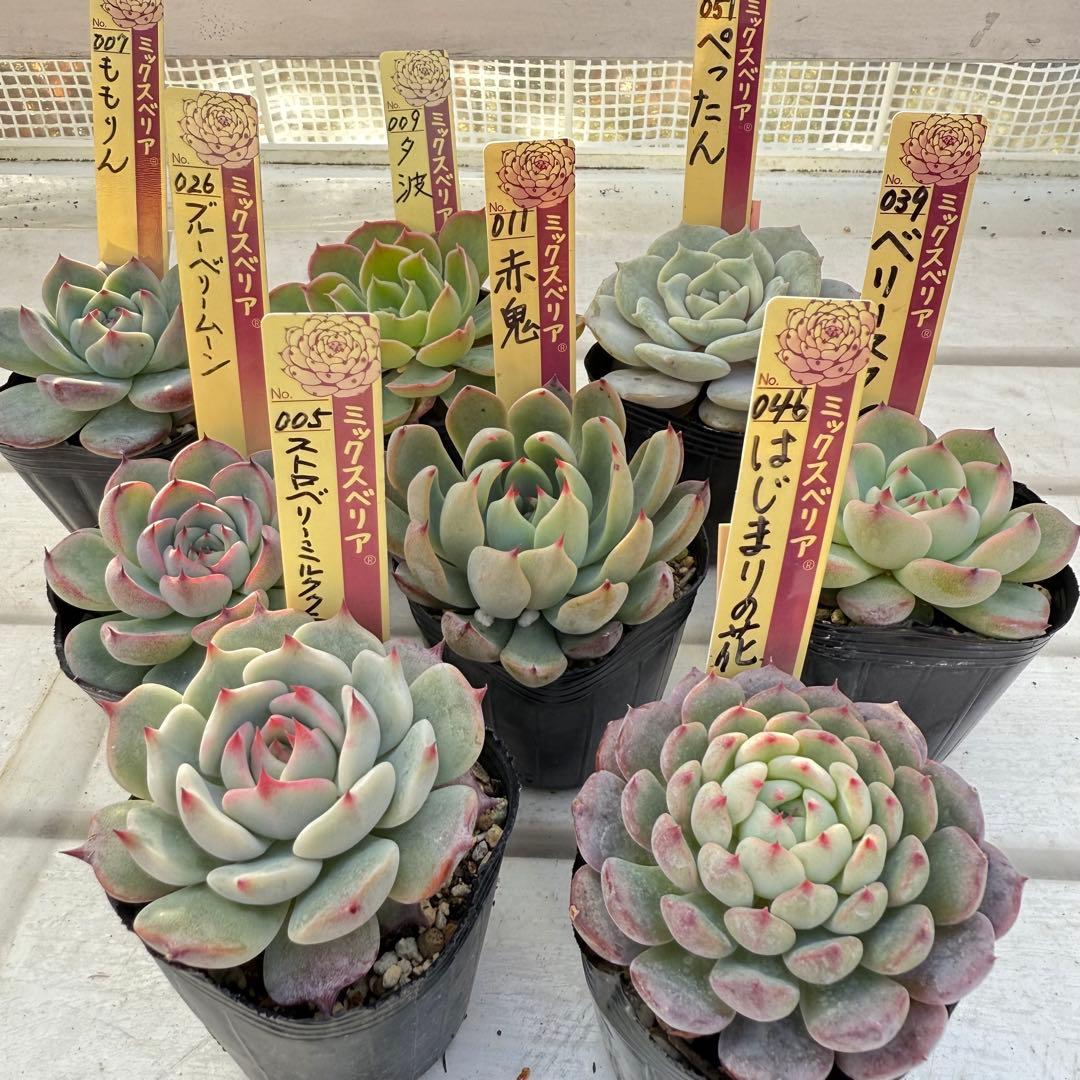 多肉植物 ミックスベリア 四国造園さんの ミックスベリア見本株 #風の花 #ラズベリーメモリーズ