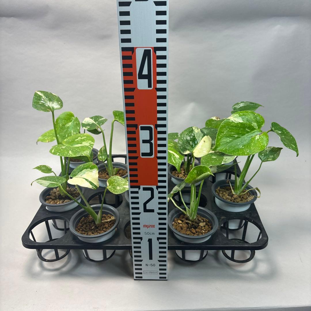 訳あり10株セットms75【特別選抜】モンステラ・タイコンステレーション