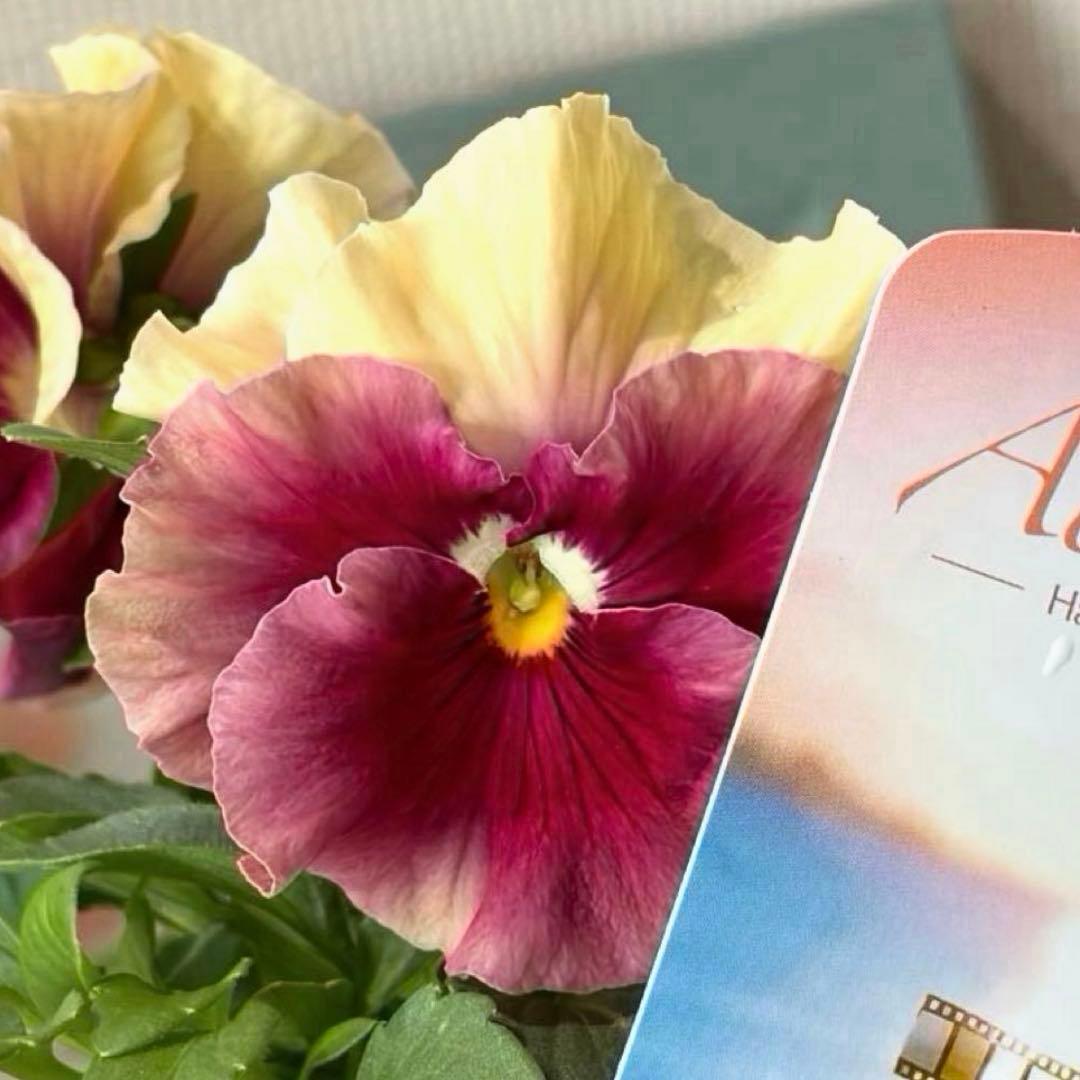 ✿Dom❤Mia✿プロフ必読✿様　リクエスト　おまとめ10点