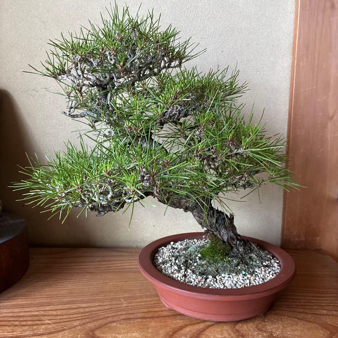 菊花石 希少原石 観賞石【岐阜県産】