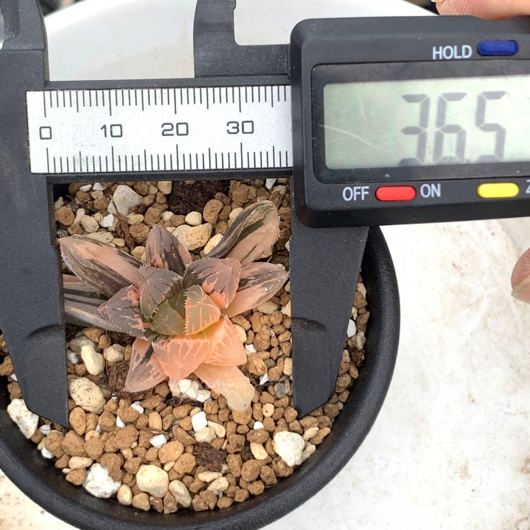 多肉植物 ハオルチア オブツーサ錦 赤い鳥 - メルカリ