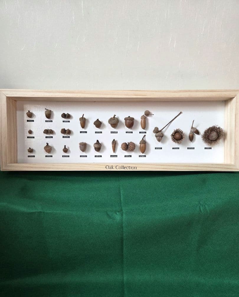23種】どんぐり 標本 （OakCollection） フレーム インテリア - メルカリ