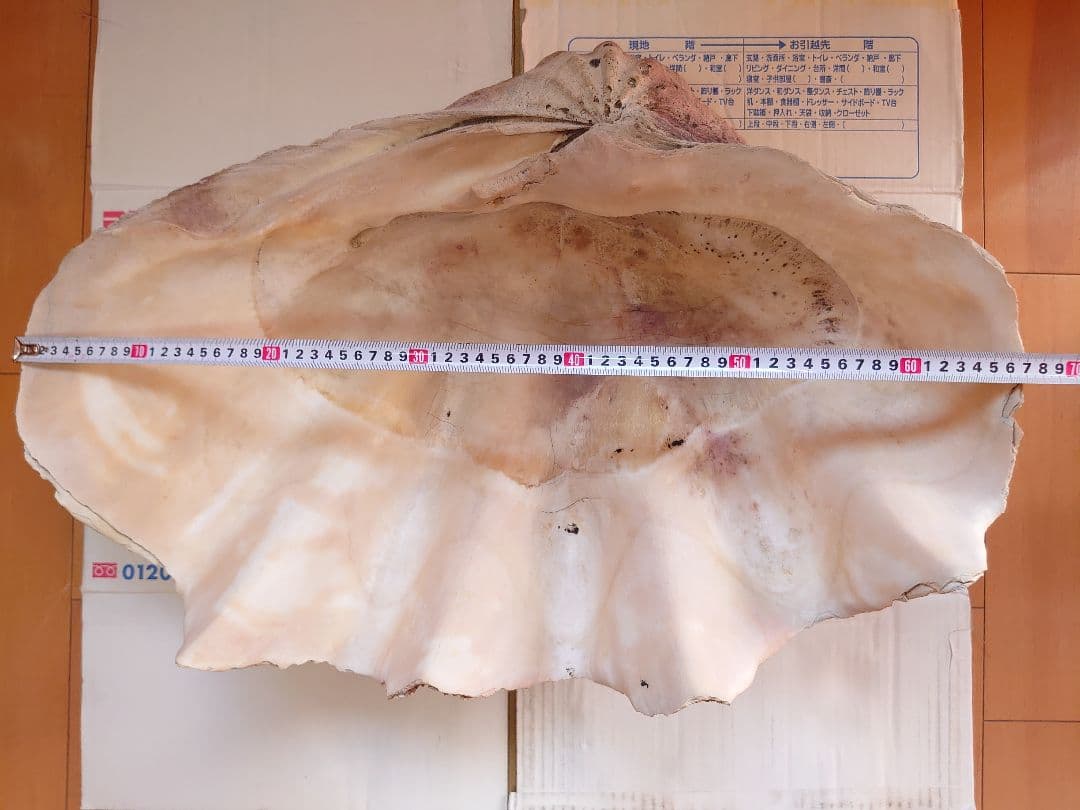 オオシャコガイ シャコ貝 約67×約44×24ｃｍ 約28ｋｇ 希少 天然 オオシャコガイ シャコ貝 約67×約44×24cm 約28kg 希少 天然