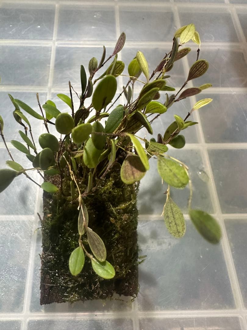 trichosalpinx chamaelepanthes 着生ラン垂れ下がり系 - メルカリ