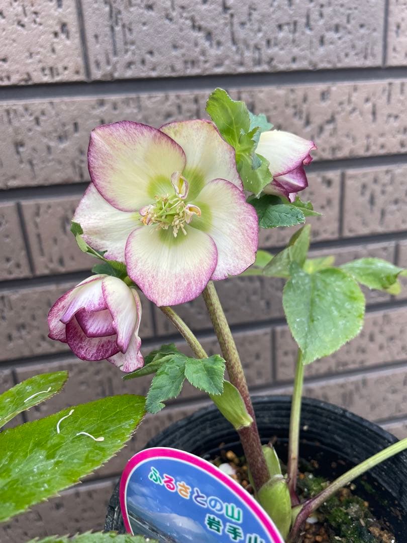 クリスマスローズ セミダブル ダブル 開花株 3苗 宿根草 シェード