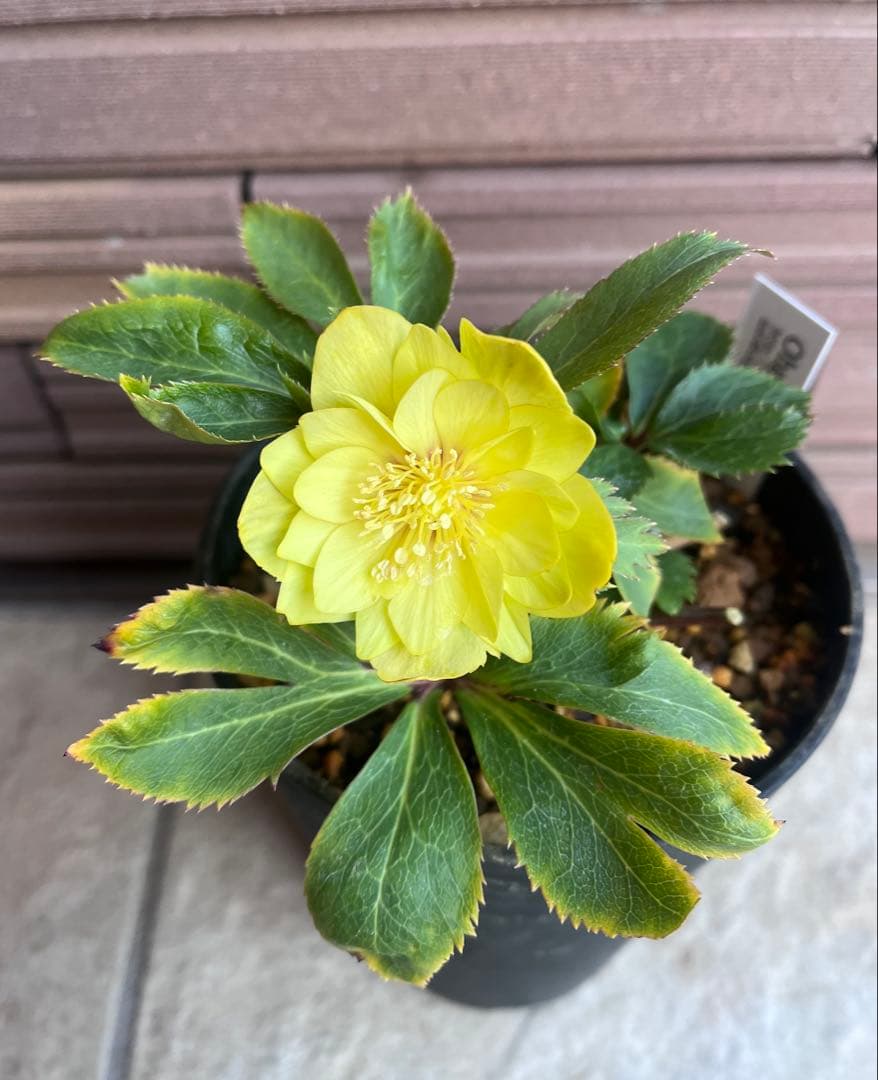 大木ナーサリー クリスマスローズ 玉系dd デュメ系dd 大木ナーサリー クリスマスローズ【Og22】送料無料