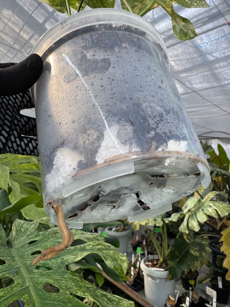 LG5 モンステラ レガシー 美斑入り健康株 - メルカリ