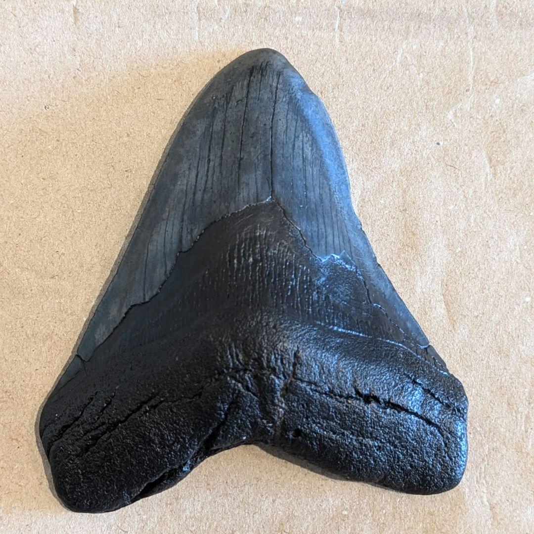 大きなメガロドンの歯　化石　123mm MG1201 大きなメガロドンの歯 化石 123mm MG1201